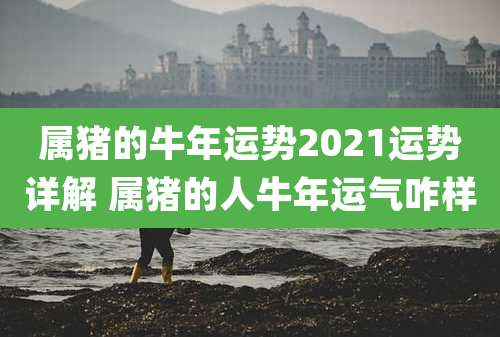 属猪的牛年运势2021运势详解 属猪的人牛年运气咋样