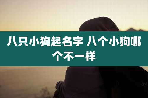 八只小狗起名字 八个小狗哪个不一样
