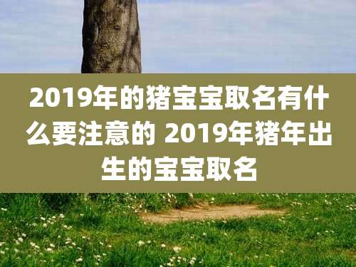 2019年的猪宝宝取名有什么要注意的 2019年猪年出生的宝宝取名