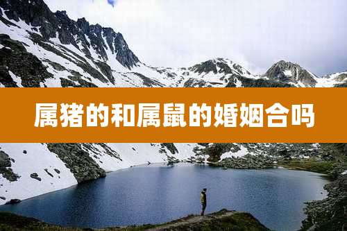 属猪的和属鼠的婚姻合吗