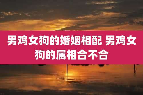 男鸡女狗的婚姻相配 男鸡女狗的属相合不合
