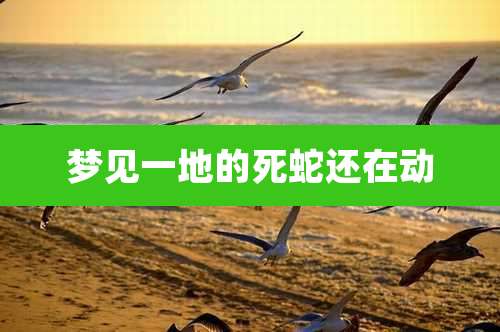 梦见一地的死蛇还在动