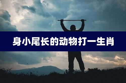 身小尾长的动物打一生肖
