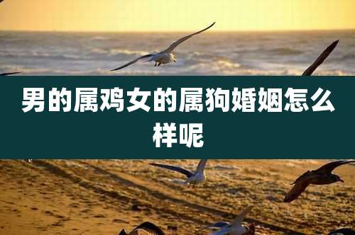 男的属鸡女的属狗婚姻怎么样呢