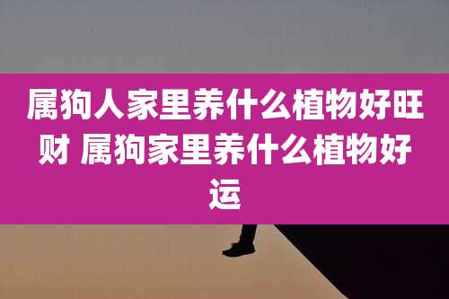 属狗人家里养什么植物好旺财 属狗家里养什么植物好运