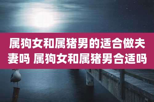 属狗女和属猪男的适合做夫妻吗 属狗女和属猪男合适吗