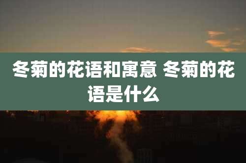 冬菊的花语和寓意 冬菊的花语是什么