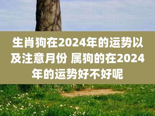 生肖狗在2024年的运势以及注意月份 属狗的在2024年的运势好不好呢