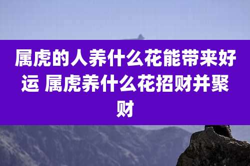 属虎的人养什么花能带来好运 属虎养什么花招财并聚财