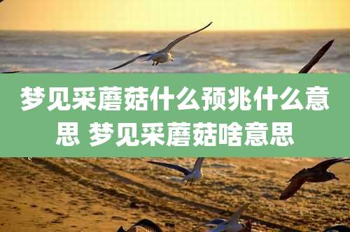 梦见采蘑菇什么预兆什么意思 梦见采蘑菇啥意思