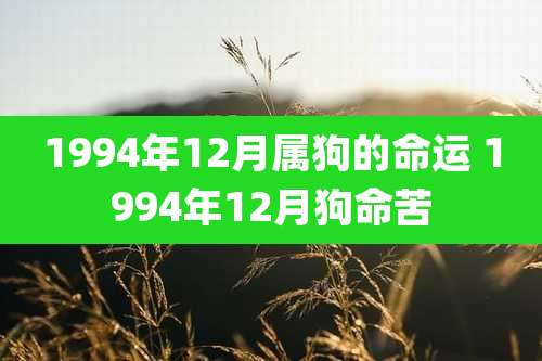 1994年12月属狗的命运 1994年12月狗命苦