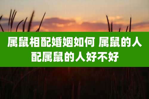 属鼠相配婚姻如何 属鼠的人配属鼠的人好不好