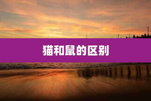 猫和鼠的区别