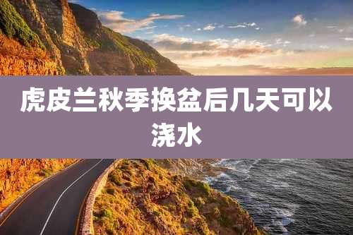 虎皮兰秋季换盆后几天可以浇水