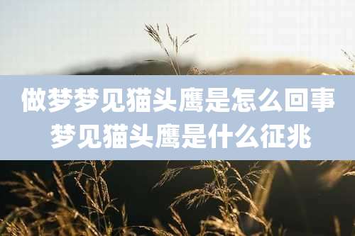 做梦梦见猫头鹰是怎么回事 梦见猫头鹰是什么征兆