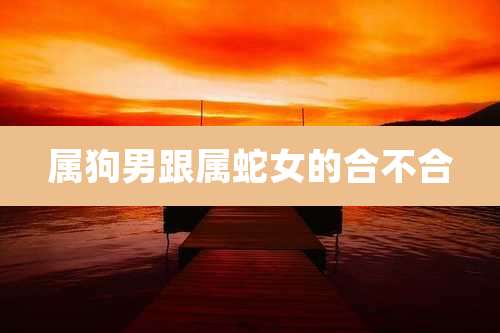 属狗男跟属蛇女的合不合