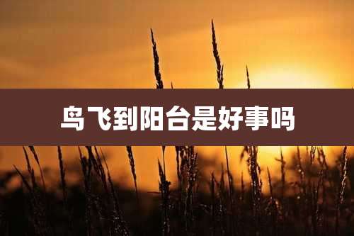 鸟飞到阳台是好事吗