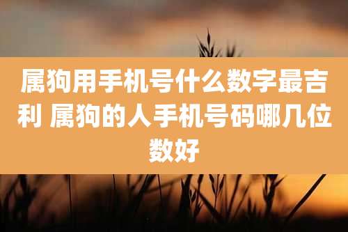 属狗用手机号什么数字最吉利 属狗的人手机号码哪几位数好