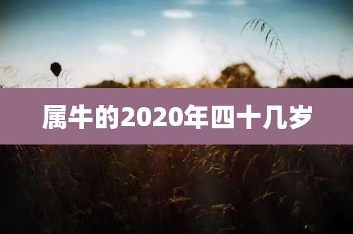 属牛的2020年四十几岁