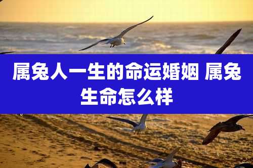 属兔人一生的命运婚姻 属兔生命怎么样