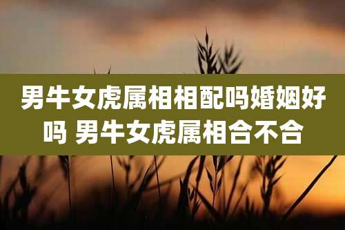 男牛女虎属相相配吗婚姻好吗 男牛女虎属相合不合