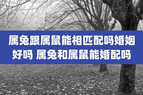 属兔跟属鼠能相匹配吗婚姻好吗 属兔和属鼠能婚配吗