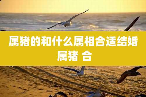 属猪的和什么属相合适结婚 属猪 合