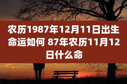 农历1987年12月11日出生命运如何 87年农历11月12日什么命