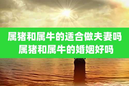 属猪和属牛的适合做夫妻吗 属猪和属牛的婚姻好吗