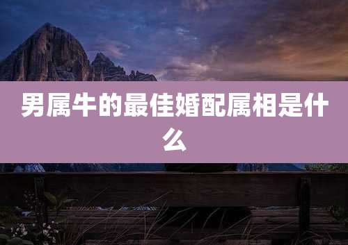 男属牛的最佳婚配属相是什么