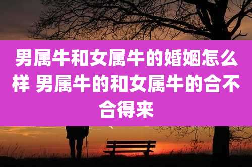 男属牛和女属牛的婚姻怎么样 男属牛的和女属牛的合不合得来