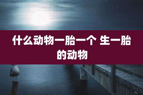 什么动物一胎一个 生一胎的动物