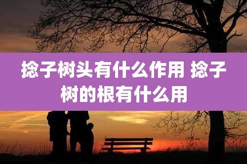 捻子树头有什么作用 捻子树的根有什么用