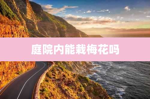 庭院内能栽梅花吗