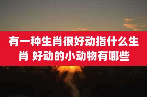 有一种生肖很好动指什么生肖 好动的小动物有哪些