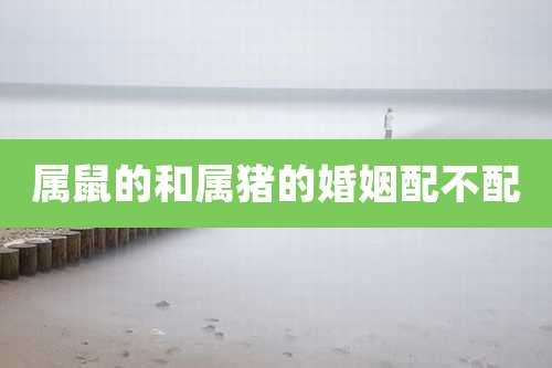 属鼠的和属猪的婚姻配不配