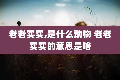 老老实实,是什么动物 老老实实的意思是啥