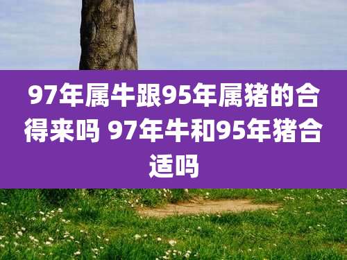 97年属牛跟95年属猪的合得来吗 97年牛和95年猪合适吗
