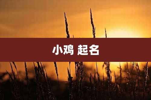 小鸡 起名