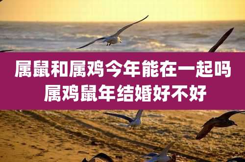 属鼠和属鸡今年能在一起吗 属鸡鼠年结婚好不好